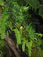 084 Kuranda Butterfly Sanctuary